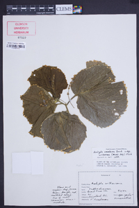 Acalypha amentacea image