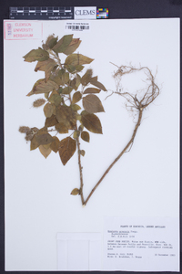 Acalypha arvensis image