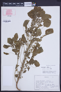 Acalypha indica image