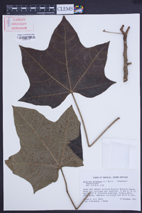 Aleurites moluccana image