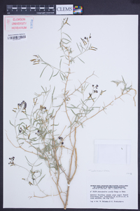 Ammodendron conollyi image