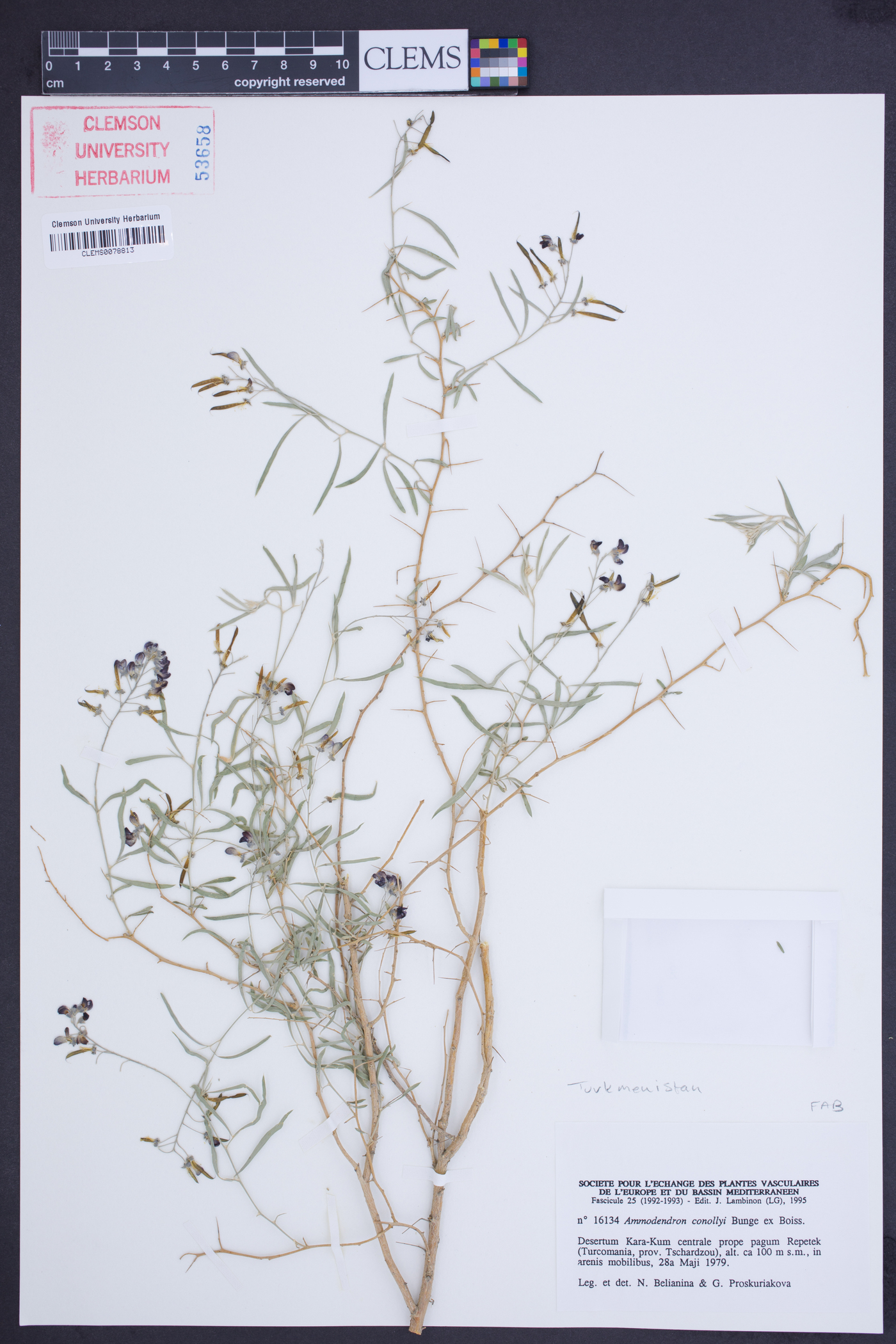 Ammodendron conollyi image