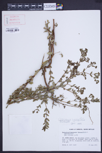 Chamaesyce hyssopifolia image