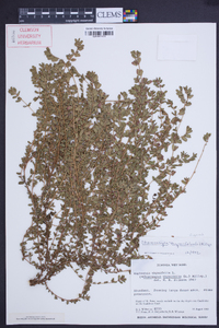 Chamaesyce thymifolia image