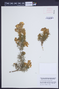 Adenocarpus decorticans image