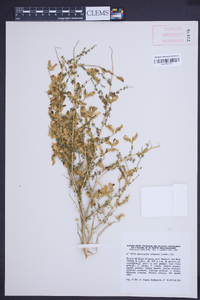 Adenocarpus telonensis image