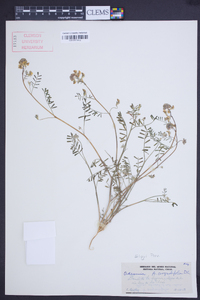 Image of Adesmia angustifolia