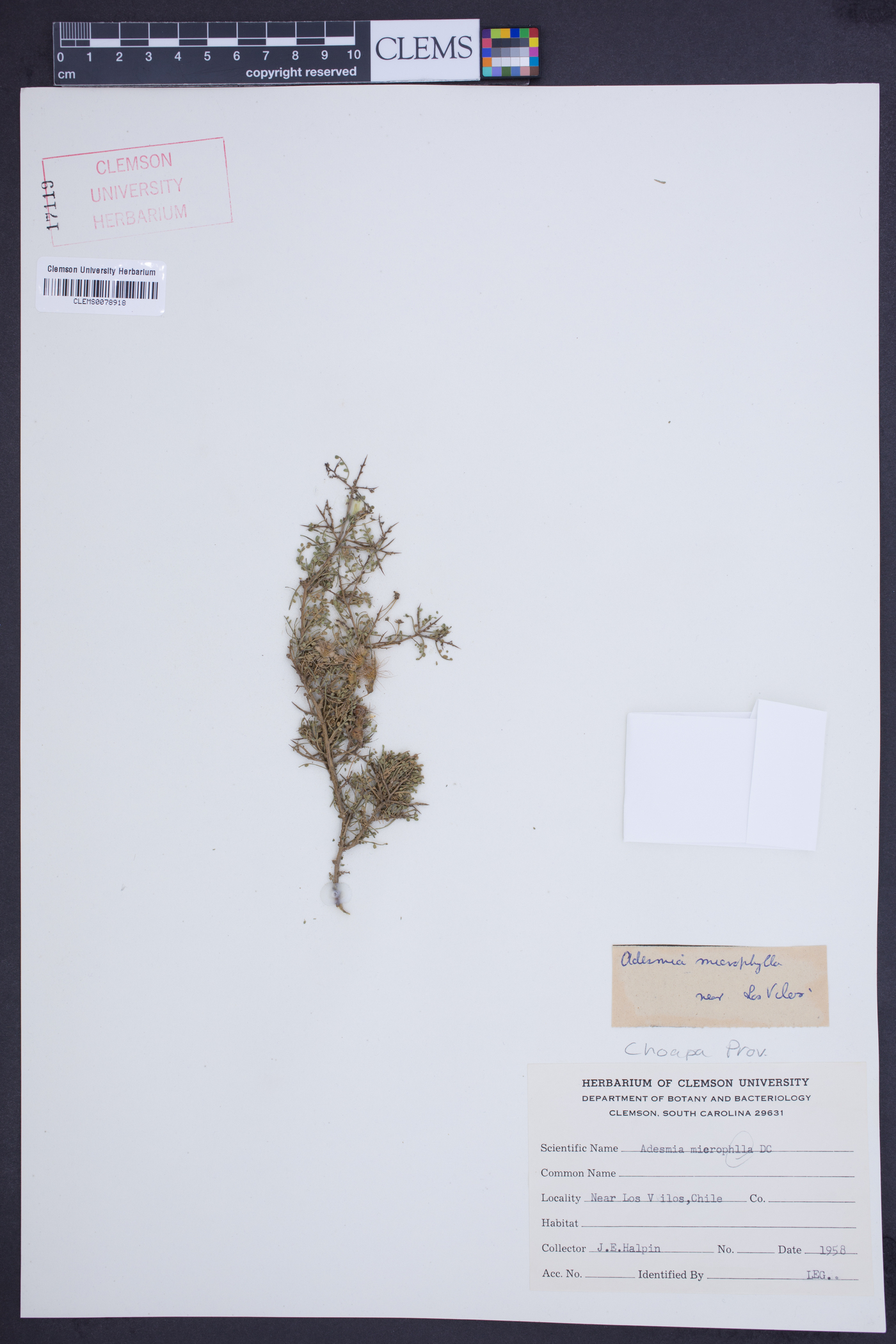 Adesmia microphylla image