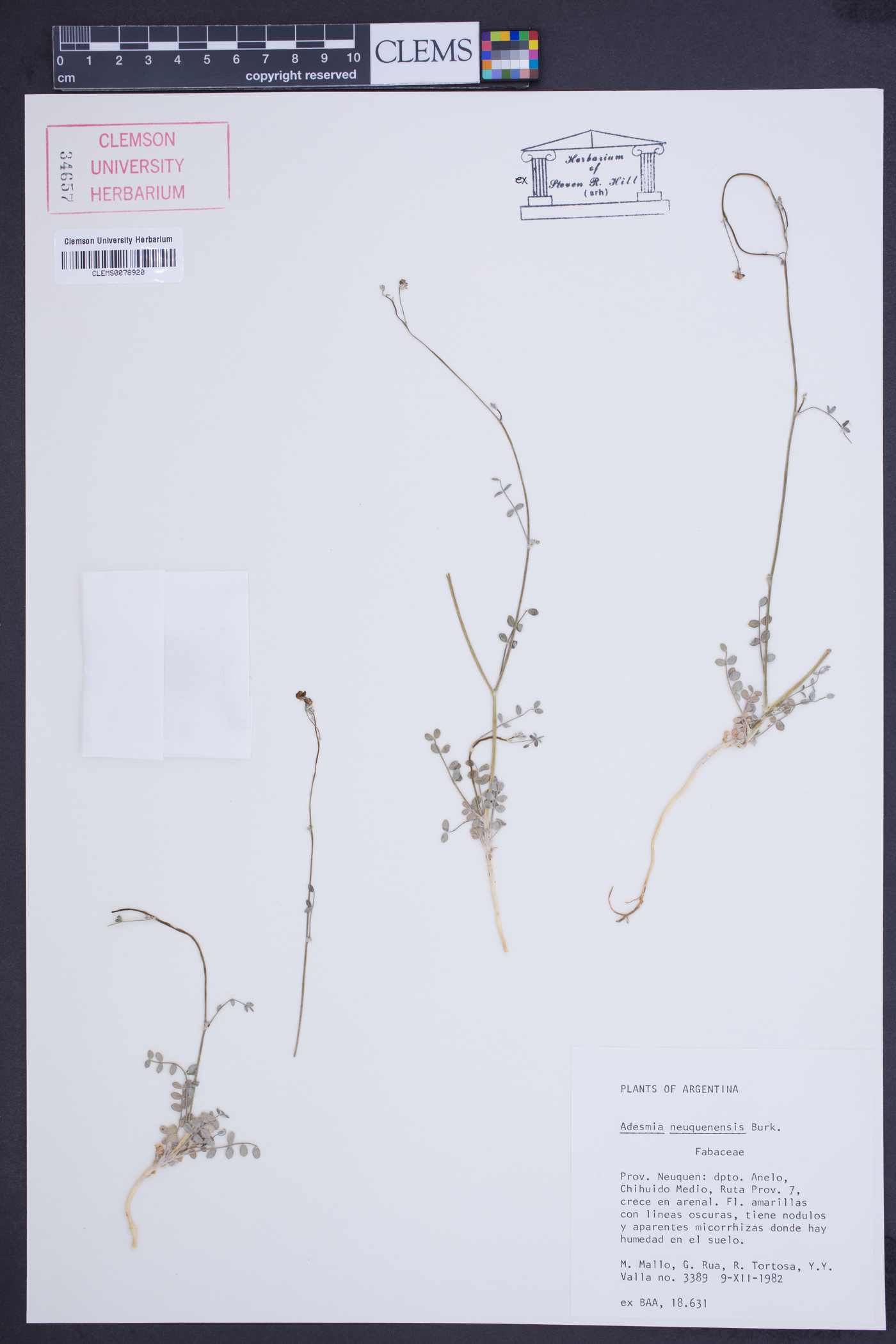 Adesmia retusa image