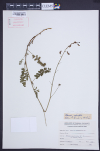 Image of Adesmia radicifolia
