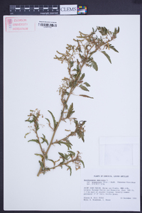 Aeschynomene americana var. glandulosa image