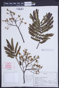 Image of Albizia falcata