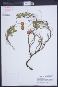 Anthyllis montana image
