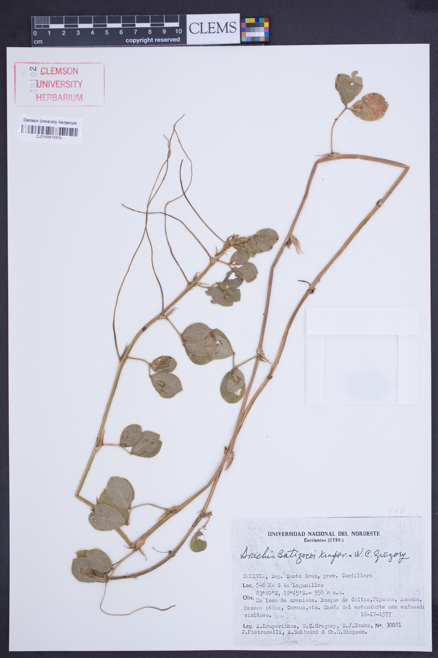 Arachis batizocoi image