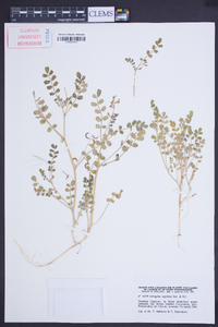 Image of Astragalus arpilobus