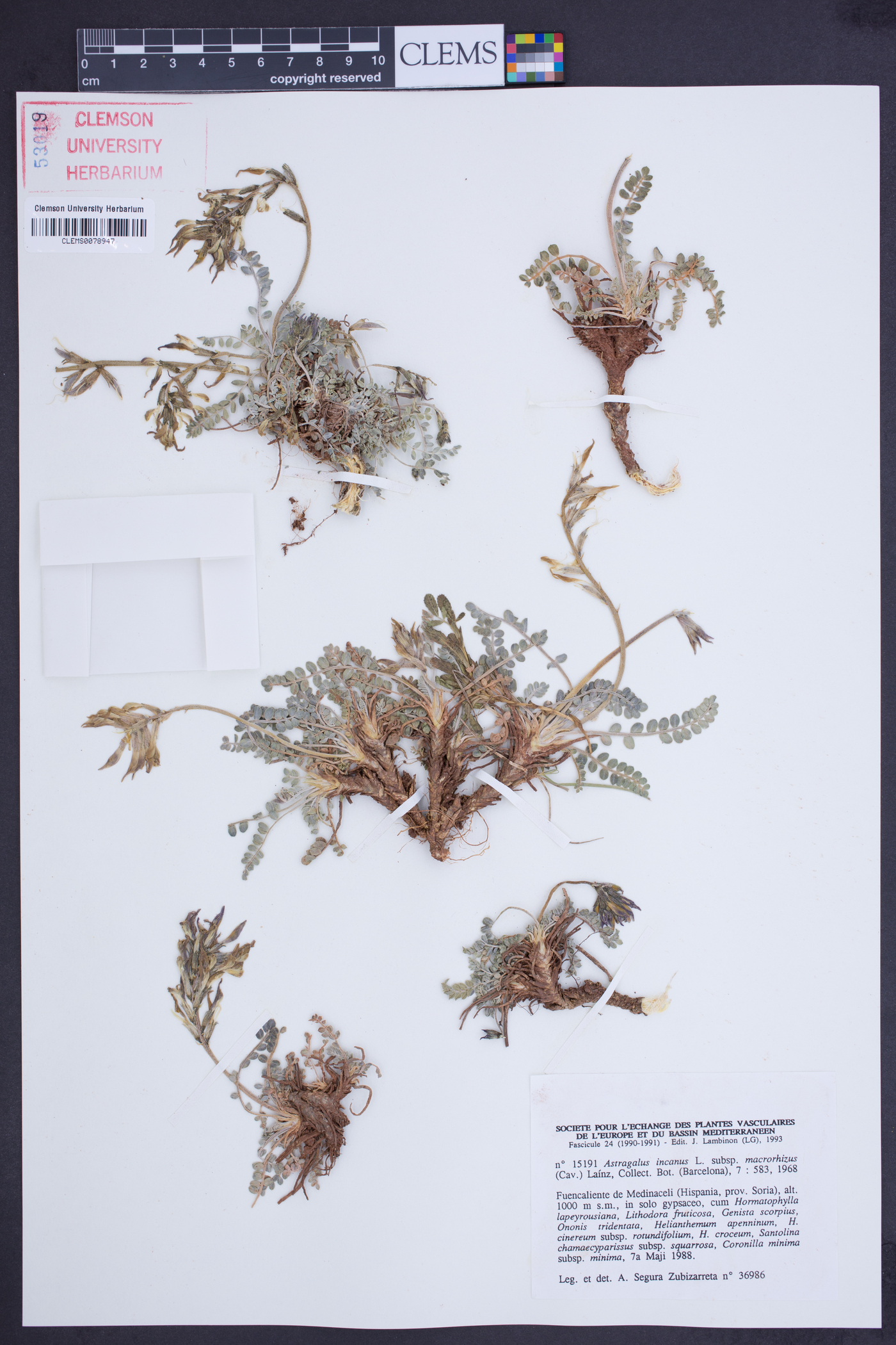 Astragalus incanus subsp. macrorhizus image