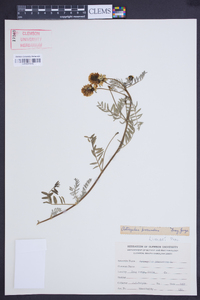 Astragalus amatus image