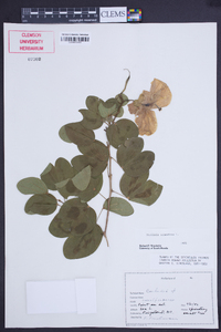 Bauhinia tomentosa image