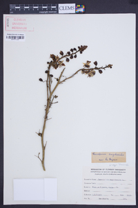 Image of Caesalpinia angulata
