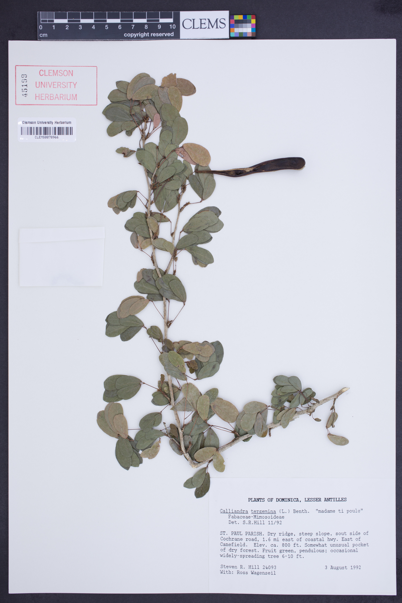 Calliandra tergemina image