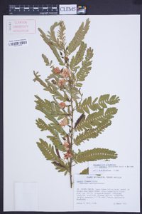 Chamaecrista glandulosa image