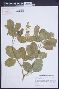 Crotalaria pallida image