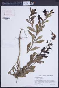 Crotalaria retusa image