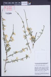 Cytisus heterochrous image