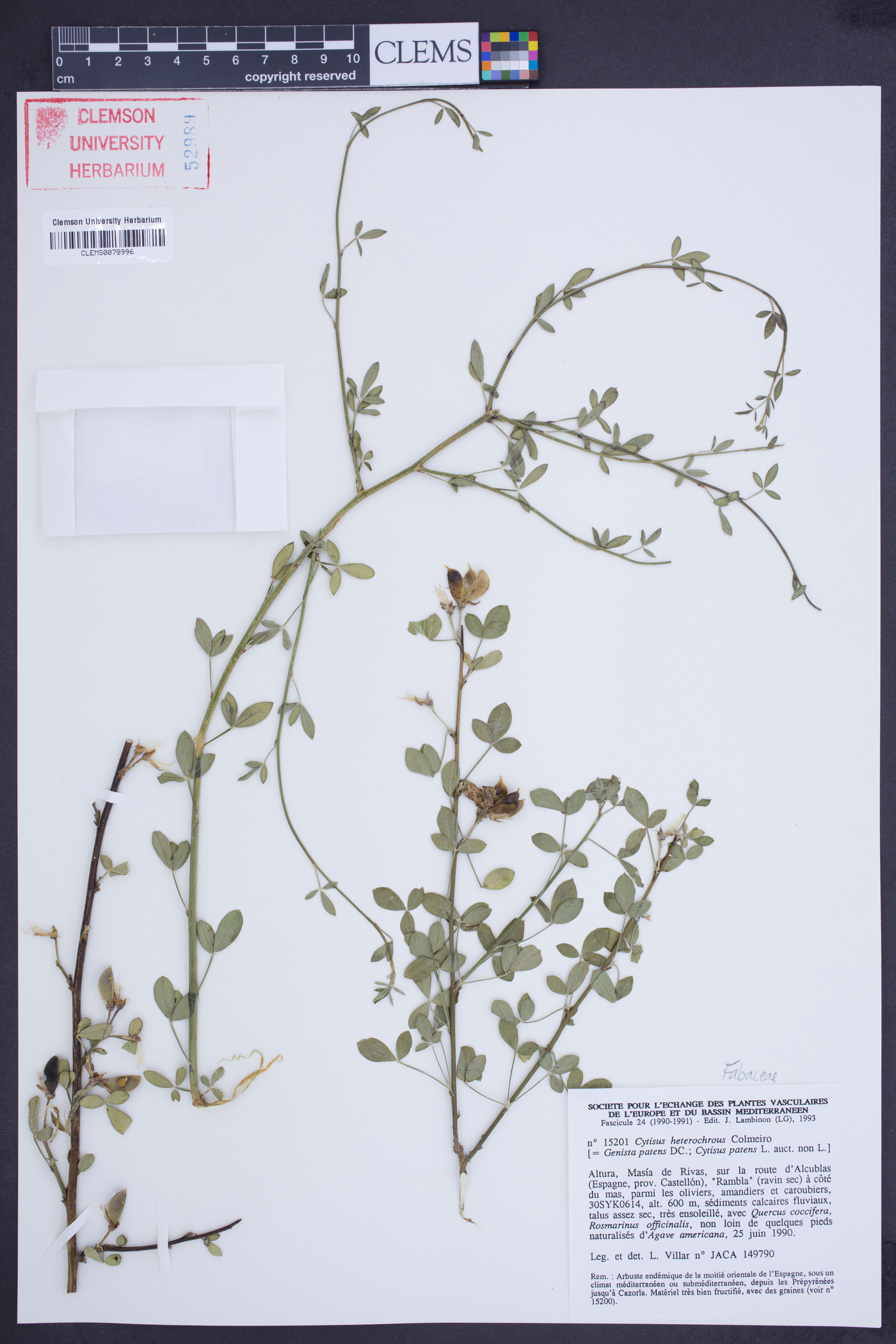 Cytisus heterochrous image