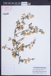 Cytisus heterochrous image