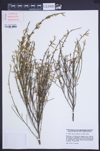 Cytisus multiflorus image