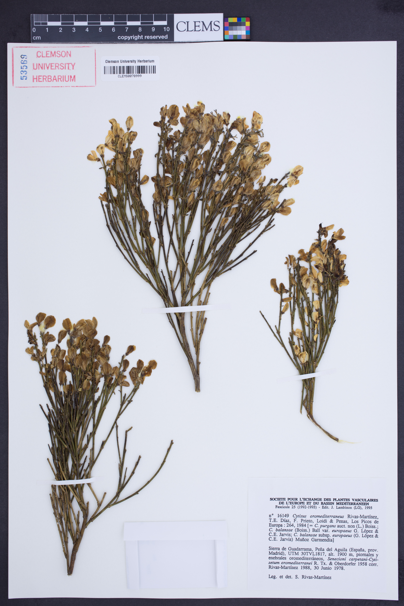 Cytisus oromediterraneus image