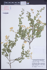 Cytisophyllum sessilifolius image