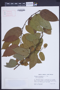 Dalbergia ecastaphyllum image