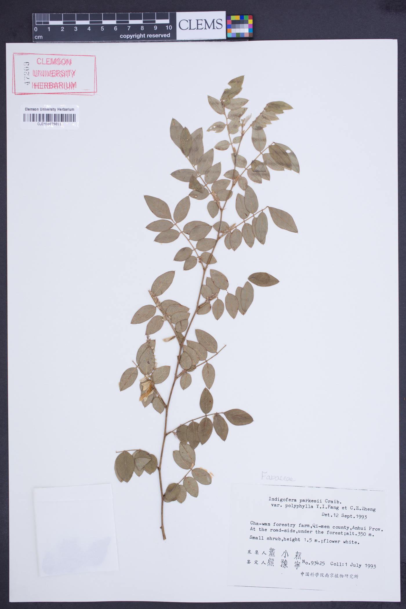 Indigofera parkesii var. polyphylla image
