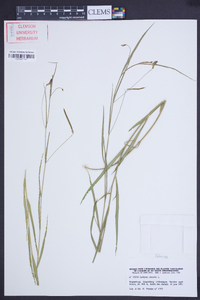 Lathyrus nissolia image