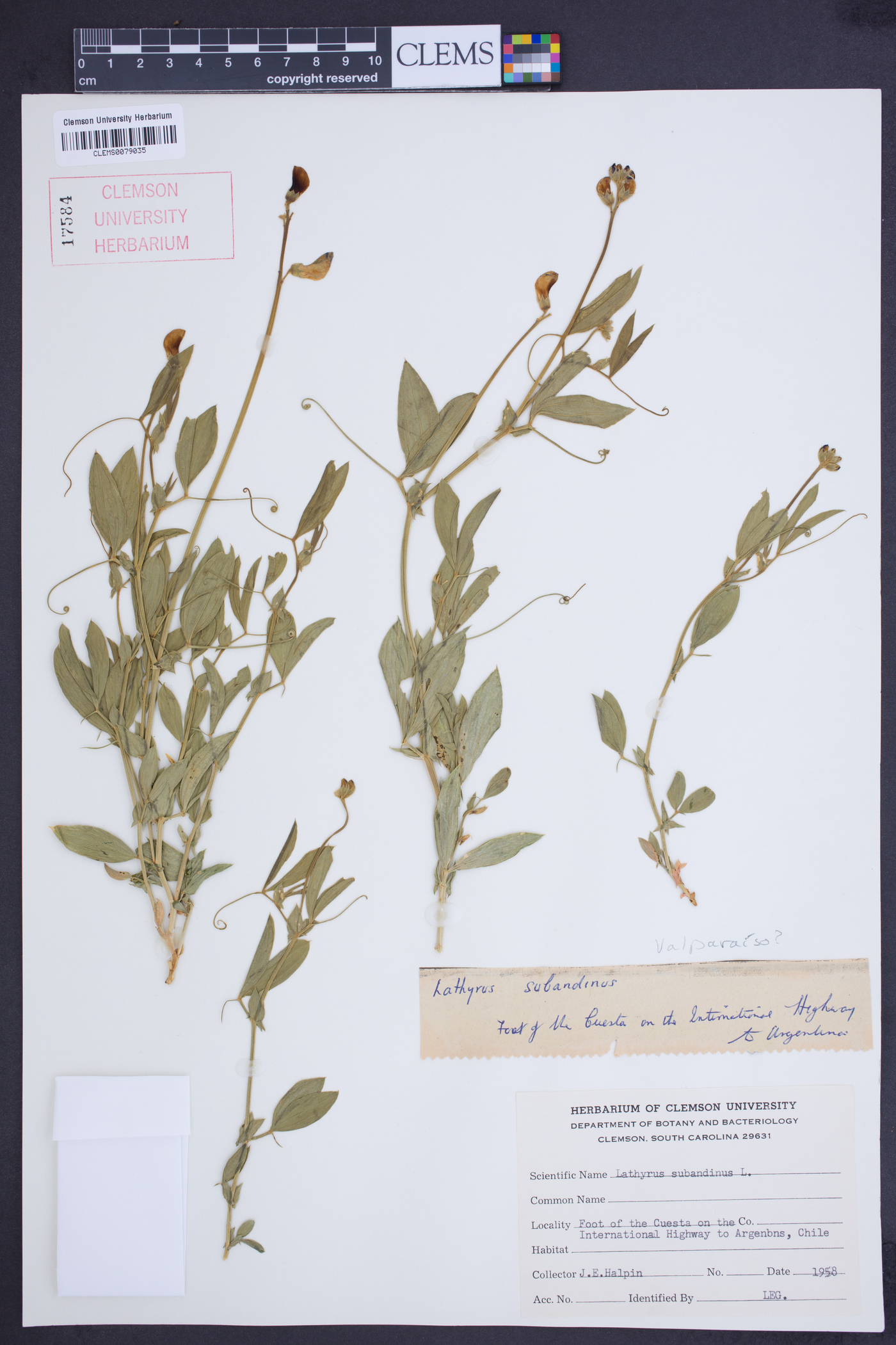 Lathyrus subandinus image