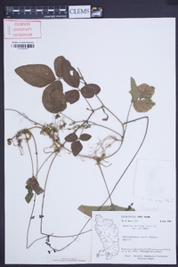 Desmodium axillare image