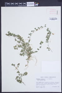 Desmodium triflorum image