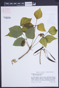Erythrina corallodendron image