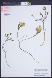 Genista anglica image