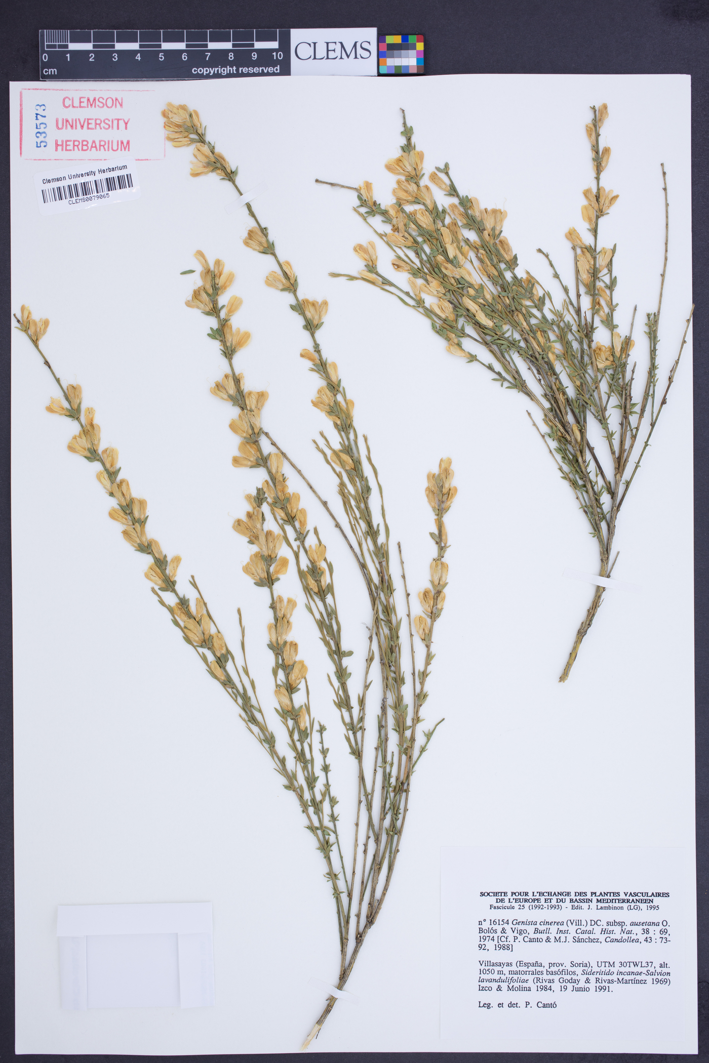 Genista cinerea subsp. ausetana image