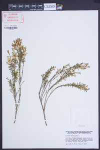 Genista pilosa image