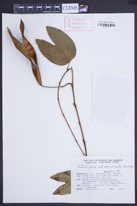 Bauhinia forficata subsp. pruinosa image