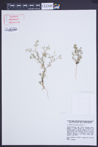 Ceratocarpus arenarius image