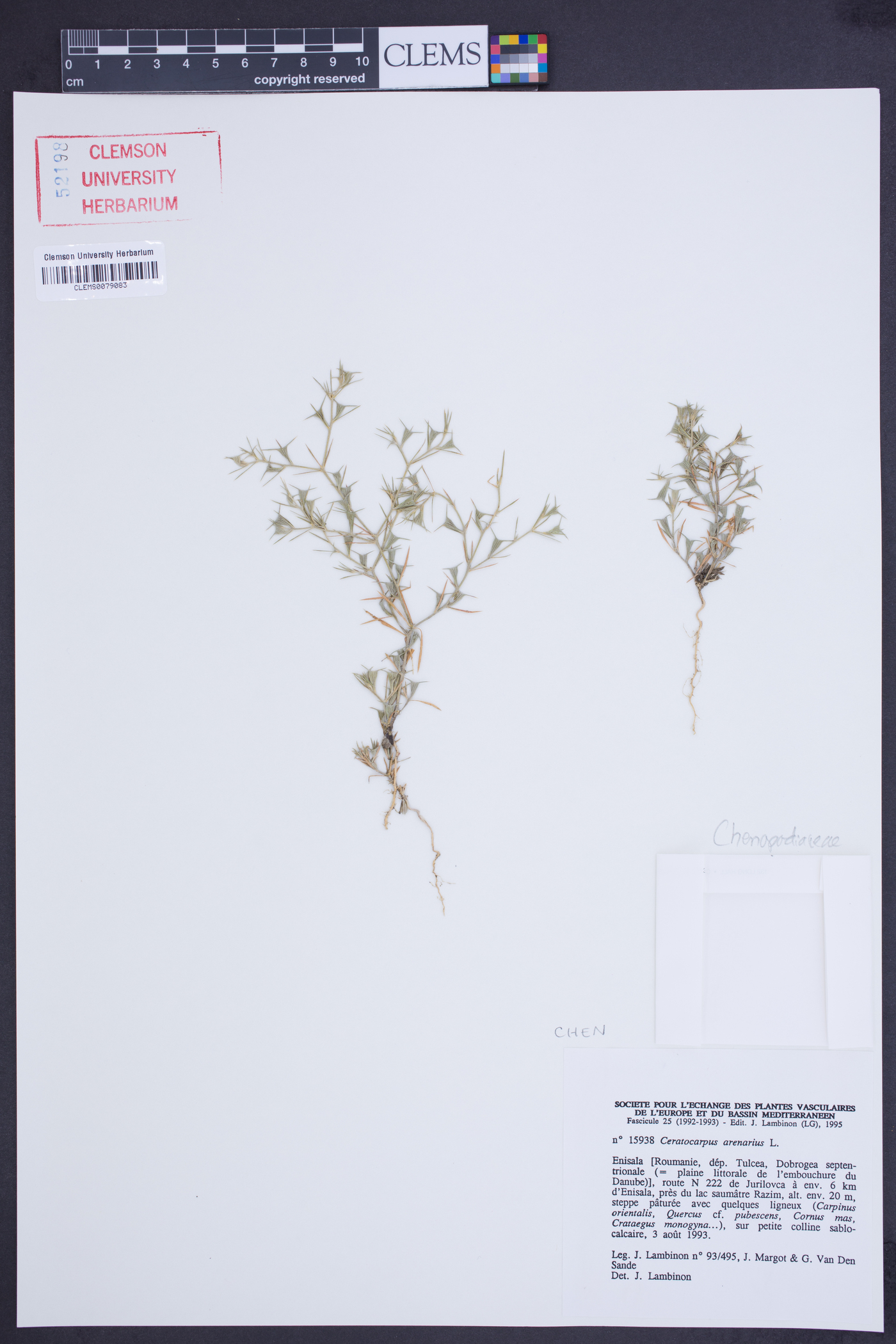 Ceratocarpus arenarius image