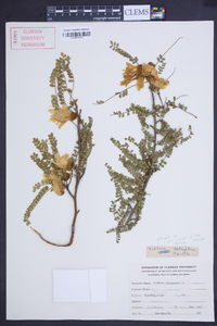 Sophora tetraptera image