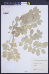 Sophora tomentosa image