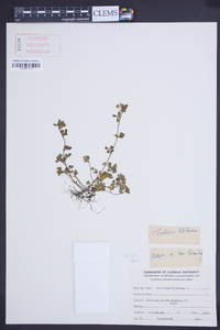 Trifolium filiforme image