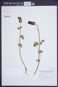 Trifolium incarnatum image